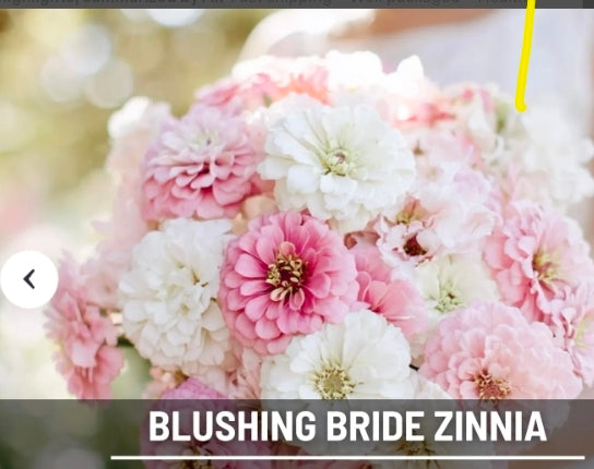 50 Blushing Bride Pastel Mix Zinnia Flower Seeds
