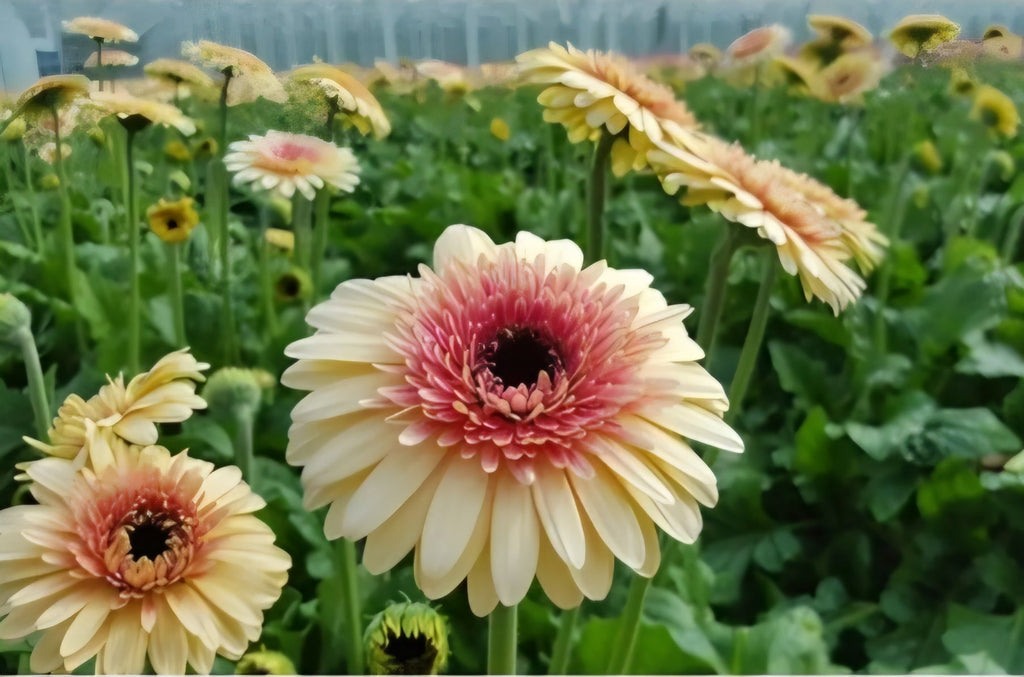 Pastel Gerbera Daisy Seeds – Mixed Peach, Pink & Yellow Blooms