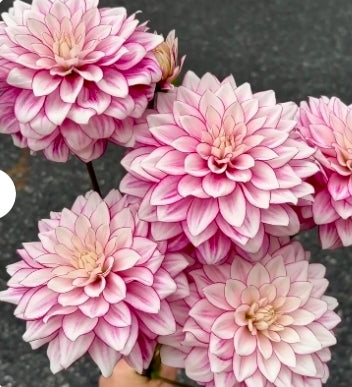 30 Bicolor Pink White Dahlia Seeds, Cut Flowers, Home Garden, Flower Seeds, Heirloom & Non-GMO, Easy to Grow