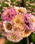 25 Zinnia Flower Seeds Peach Pink Mixed Zinnia Annual Flower Seeds Zinnia Elegans