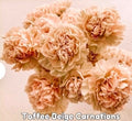 Toffee Beige Carnations