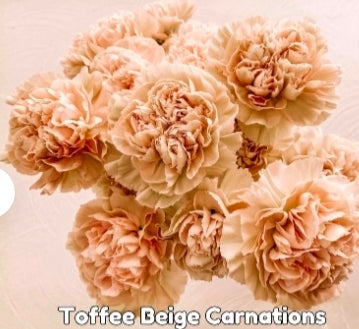 Toffee Beige Carnations